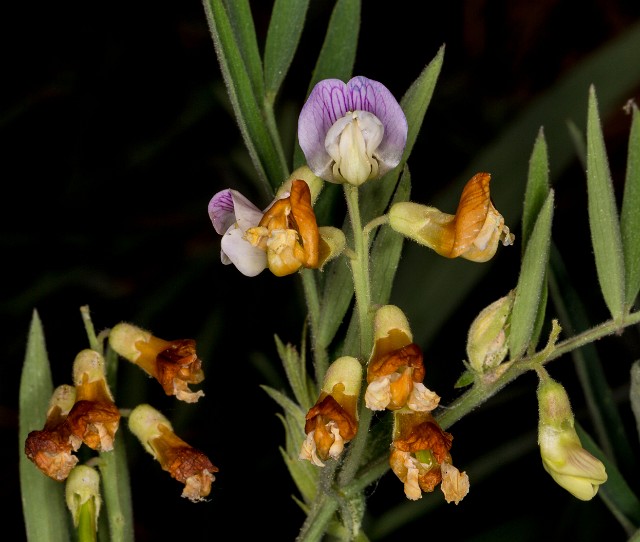 Lathyrus  lanszwertii aridus - Lanszwert's Pea 15-9887.jpg